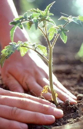 Il corso: “Il mio amico orto biologico”