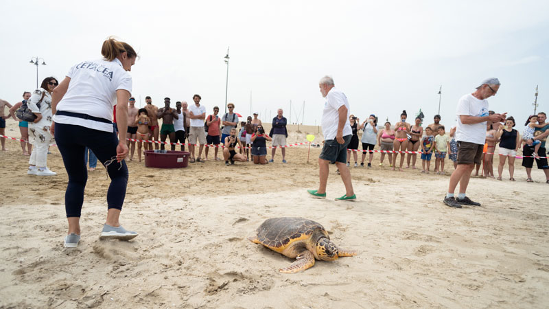 Liberate in mare le due tartarughe ripescate a Cesenatico