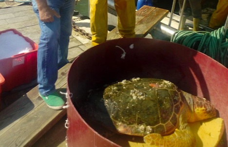 Pescata tartaruga record a Cesenatico