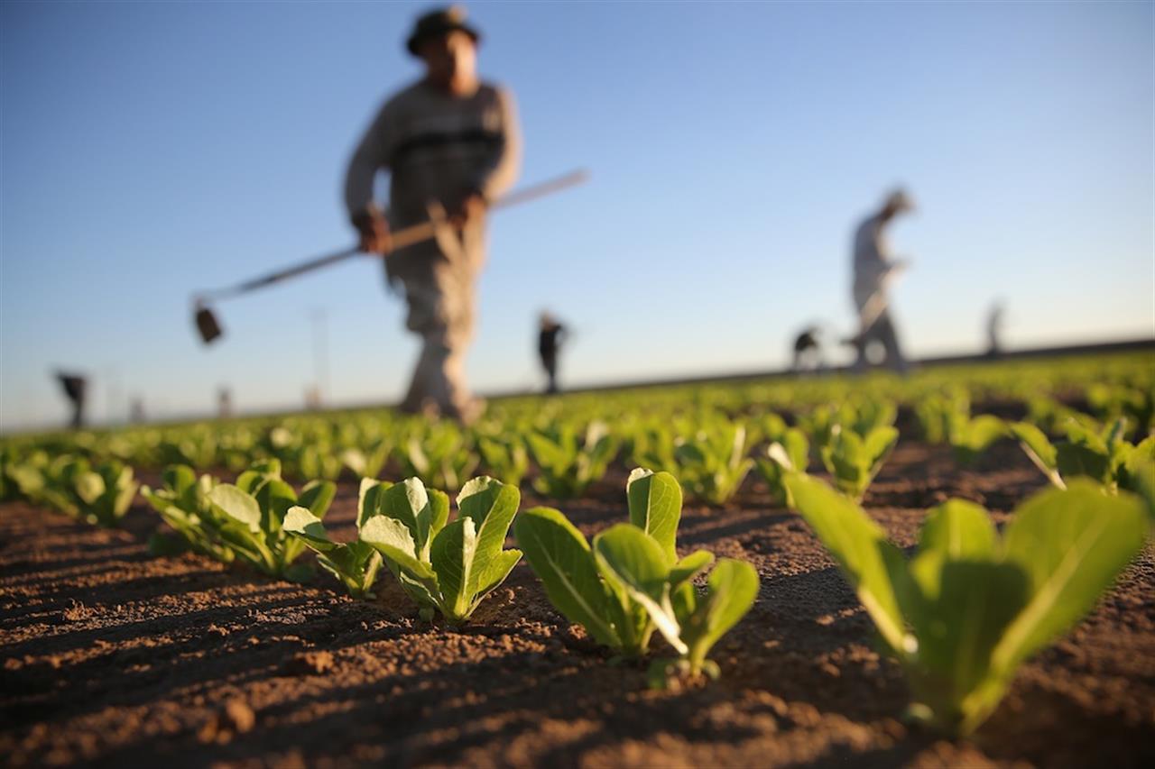 Aziende agricole, un portale per trovare manodopera