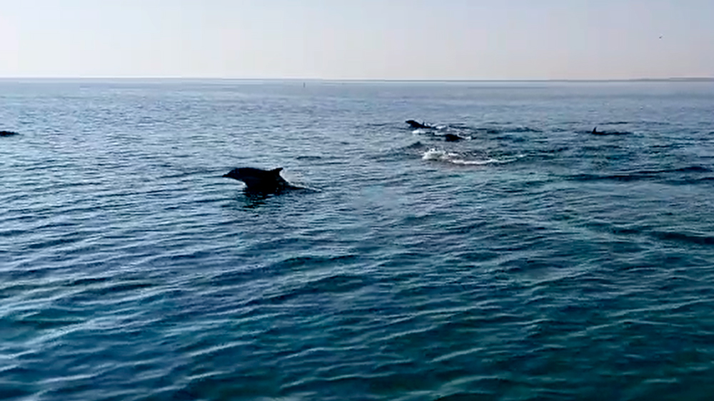 VIDEO – Quanti delfini al largo!