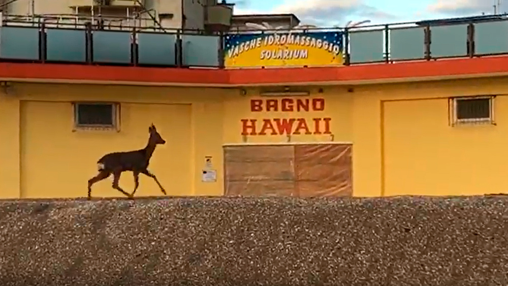 VIDEO In spiaggia arriva Bambi