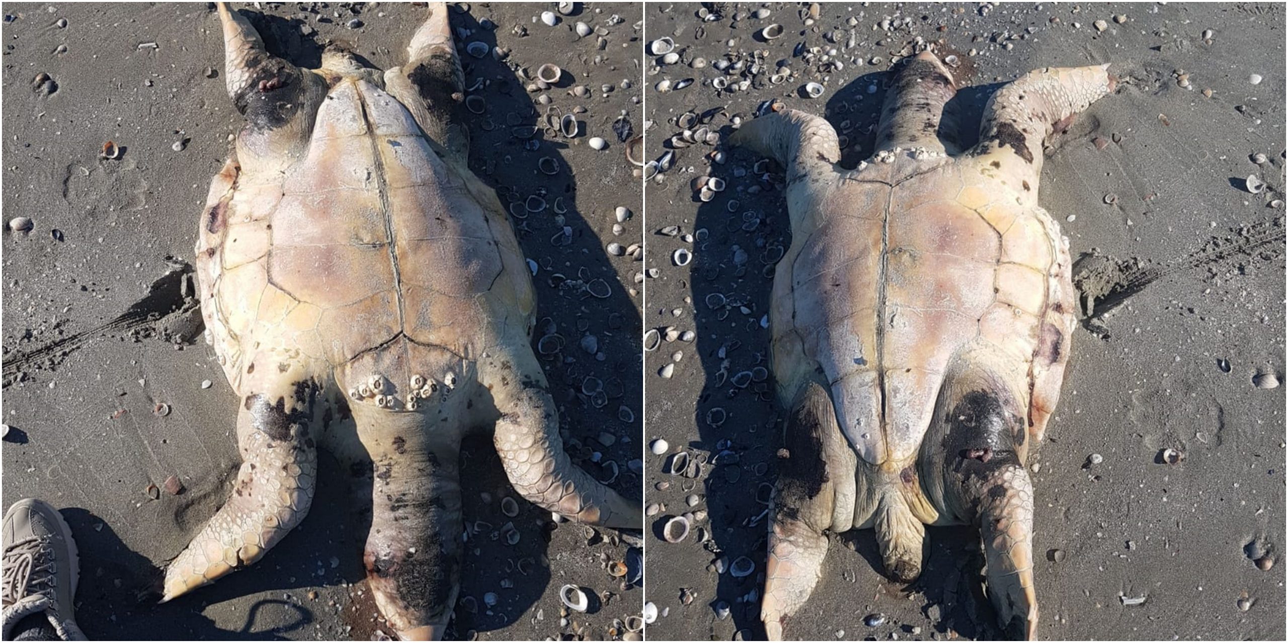Trovata a Ponente un’altra carcassa di tartaruga