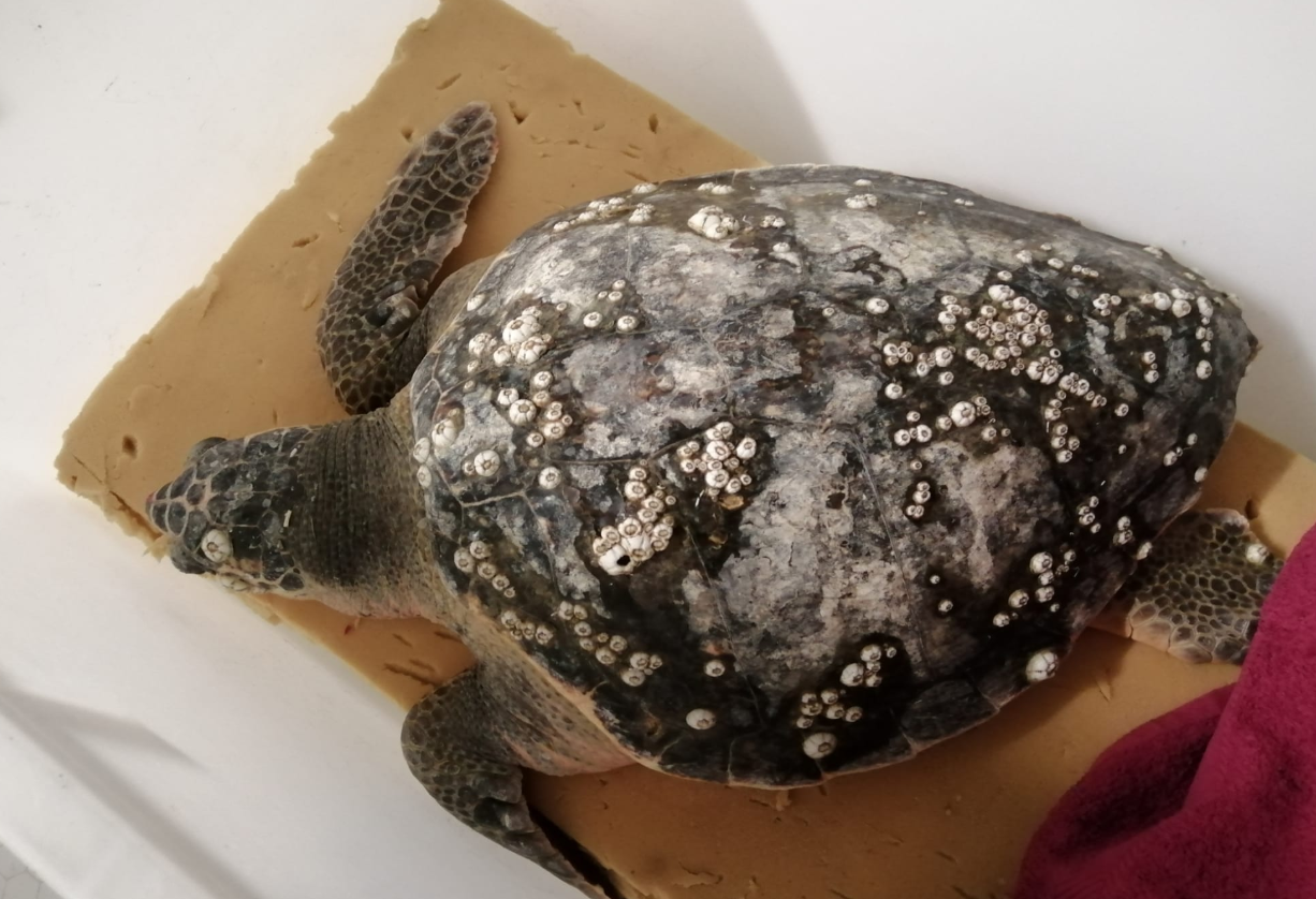 tartaruga Caretta caretta