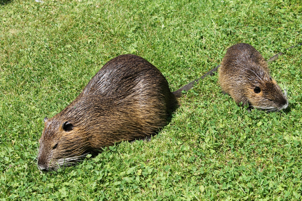 Le nutrie? In provincia di Cremona se le mangiano