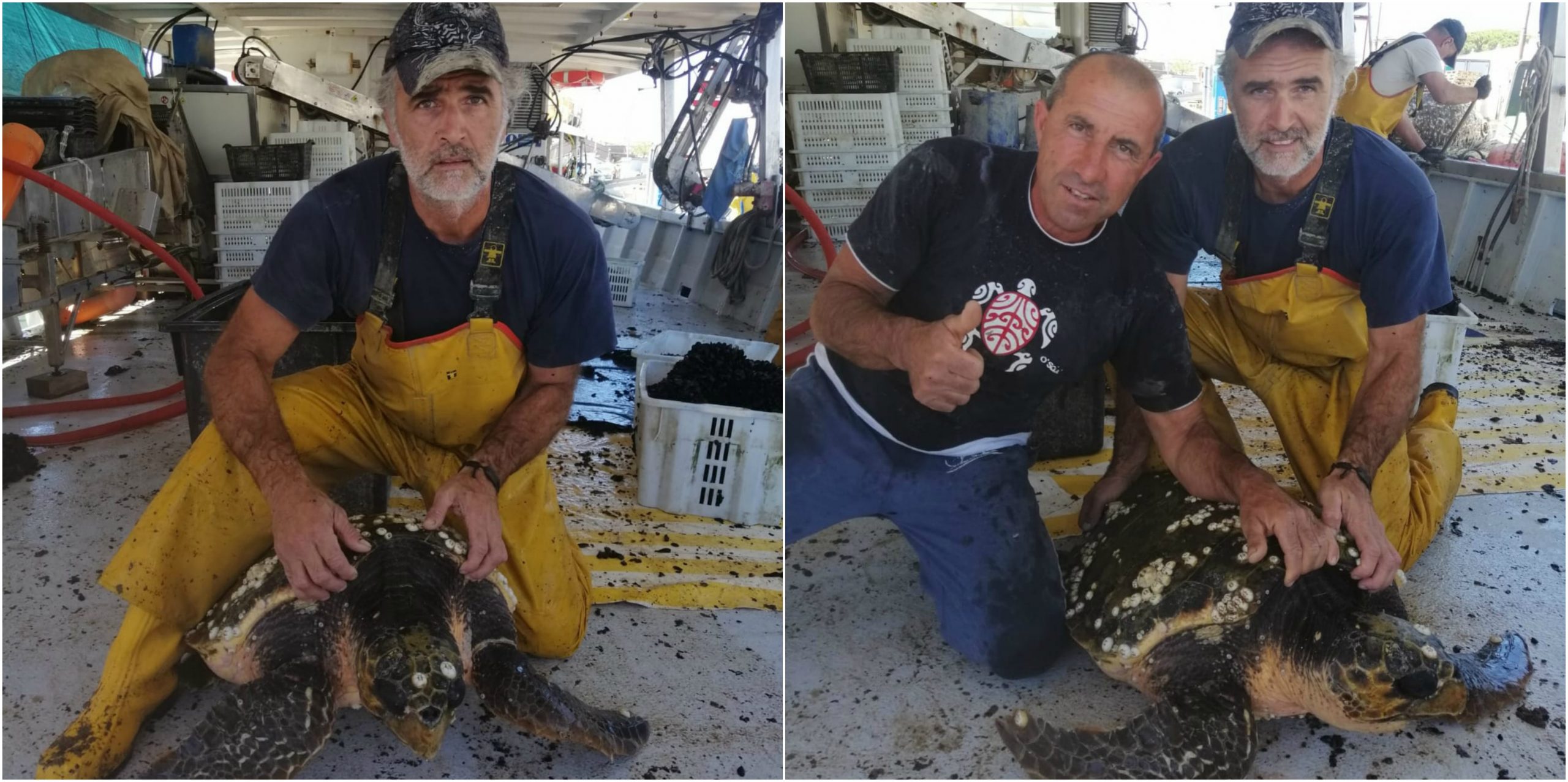 Tartaruga ferita salvata in mare da due pescatori