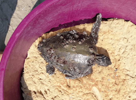Salvata a riva una tartaruga Caretta caretta IL VIDEO