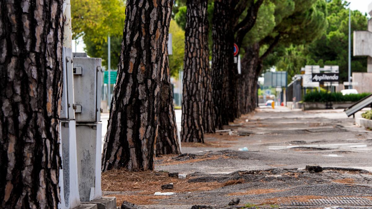 Radici invadenti, ultimato restyling dell’asfalto a Zadina
