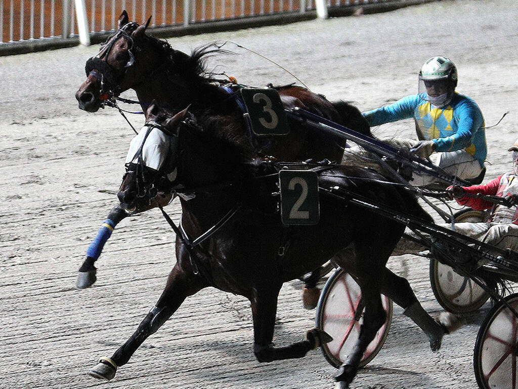 Muore cavallo al Savio: “Aveva corso 114 gare in tre anni”