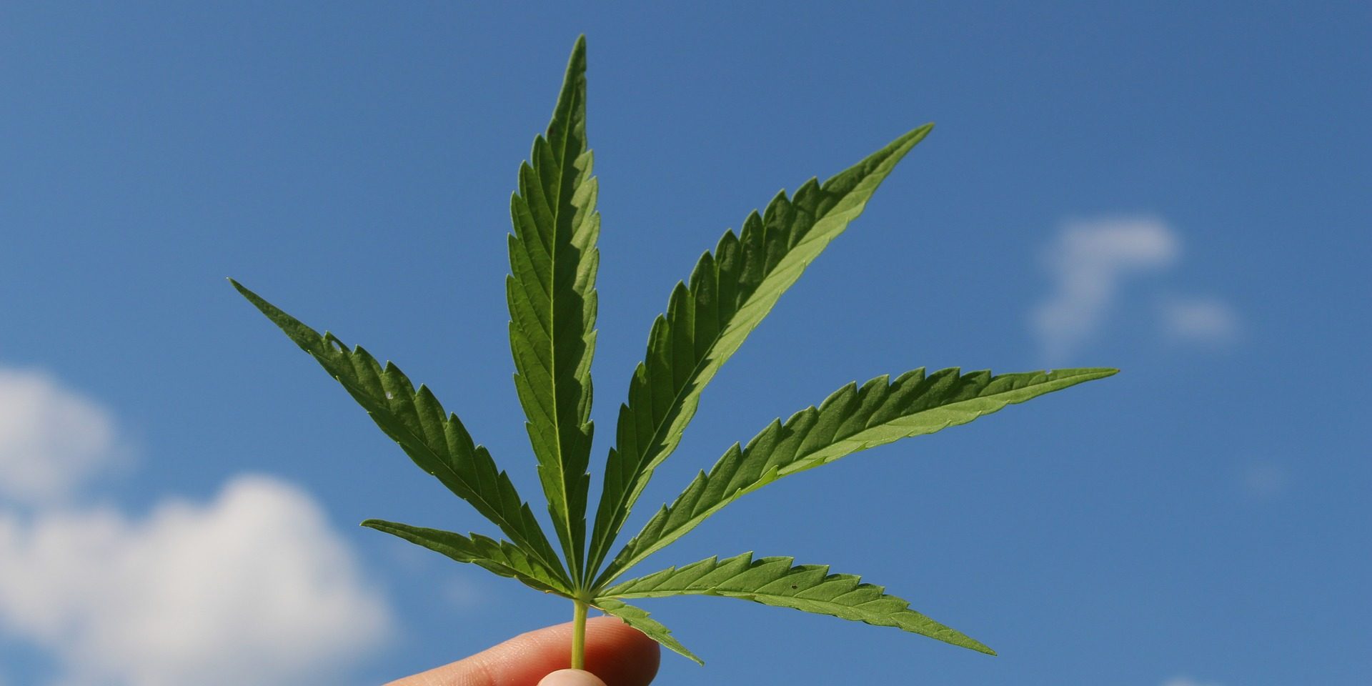 Cannabis, reato di istigazione se con i semi si vendono istruzioni per il fai da te