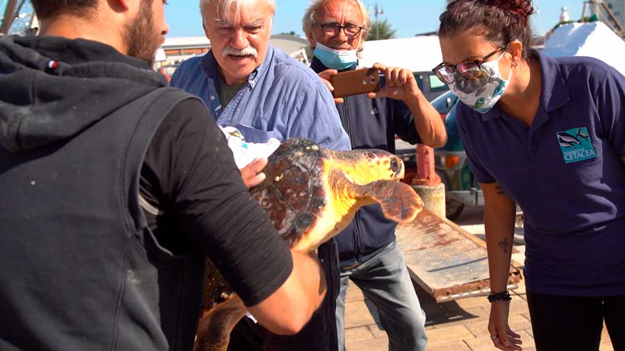 Tartaruga pescata e affidata a Fondazione Cetacea VIDEO