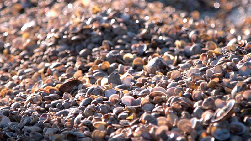 Vongole, ecco gli esiti delle prime verifiche