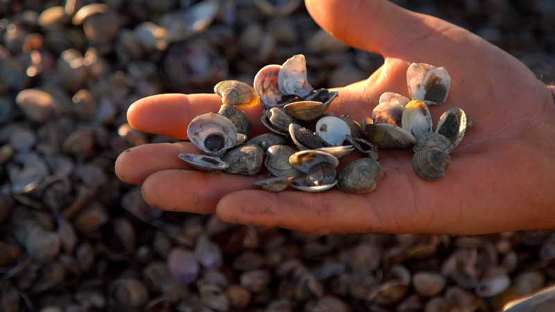 Morìa di vongole, in arrivo 400mila euro per i pescatori