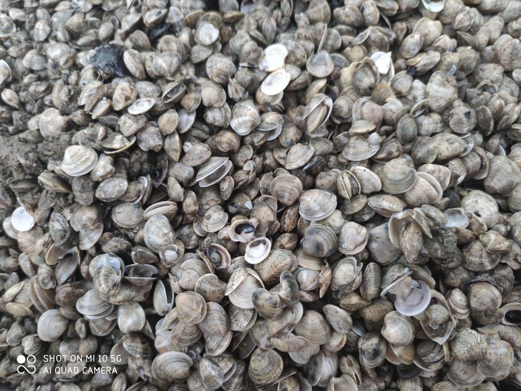 vongole