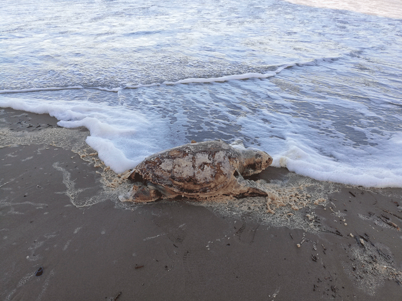 Oltre 20 tartarughe spiaggiate nel week end