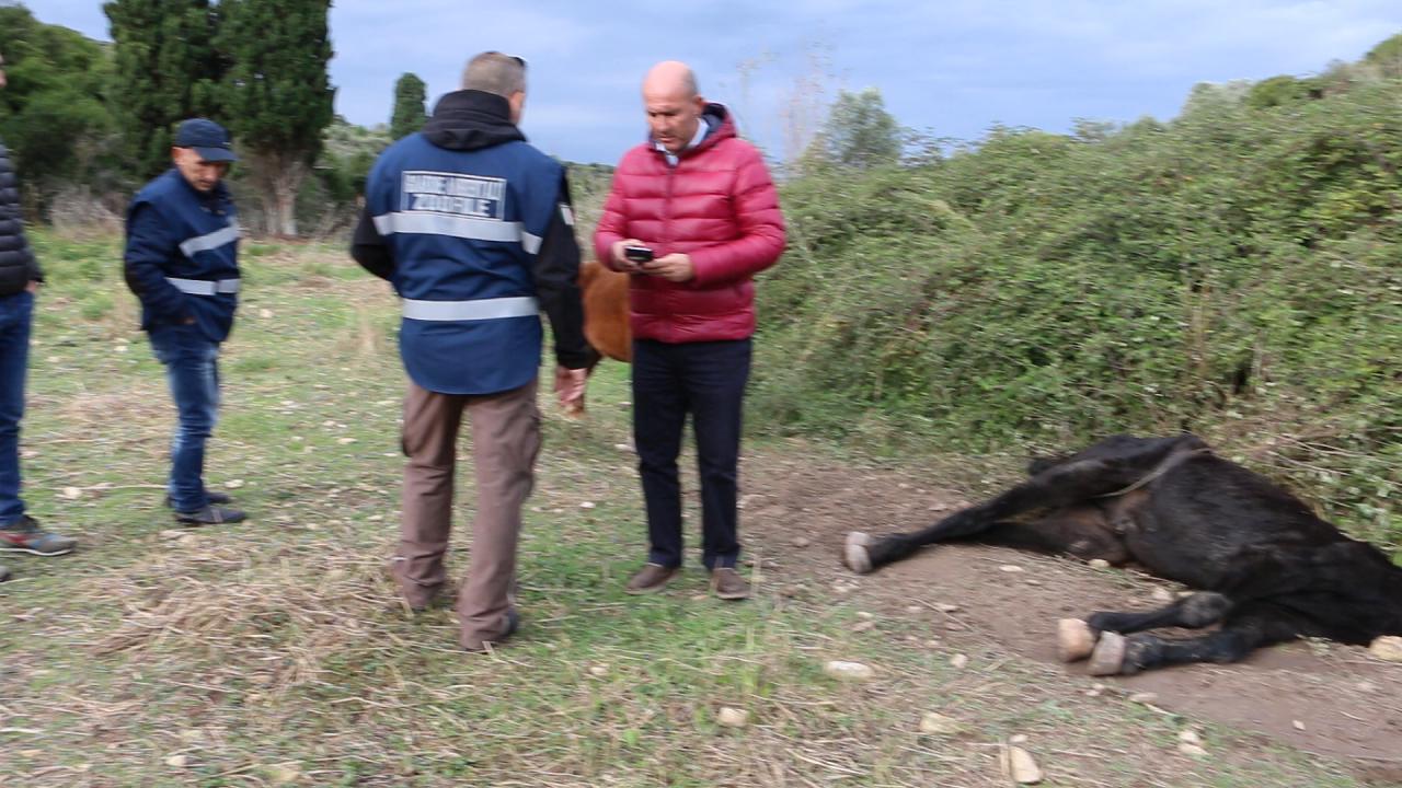 Re Furio, il cavallo che morì di stenti, inchiesta partita da Cesenatico