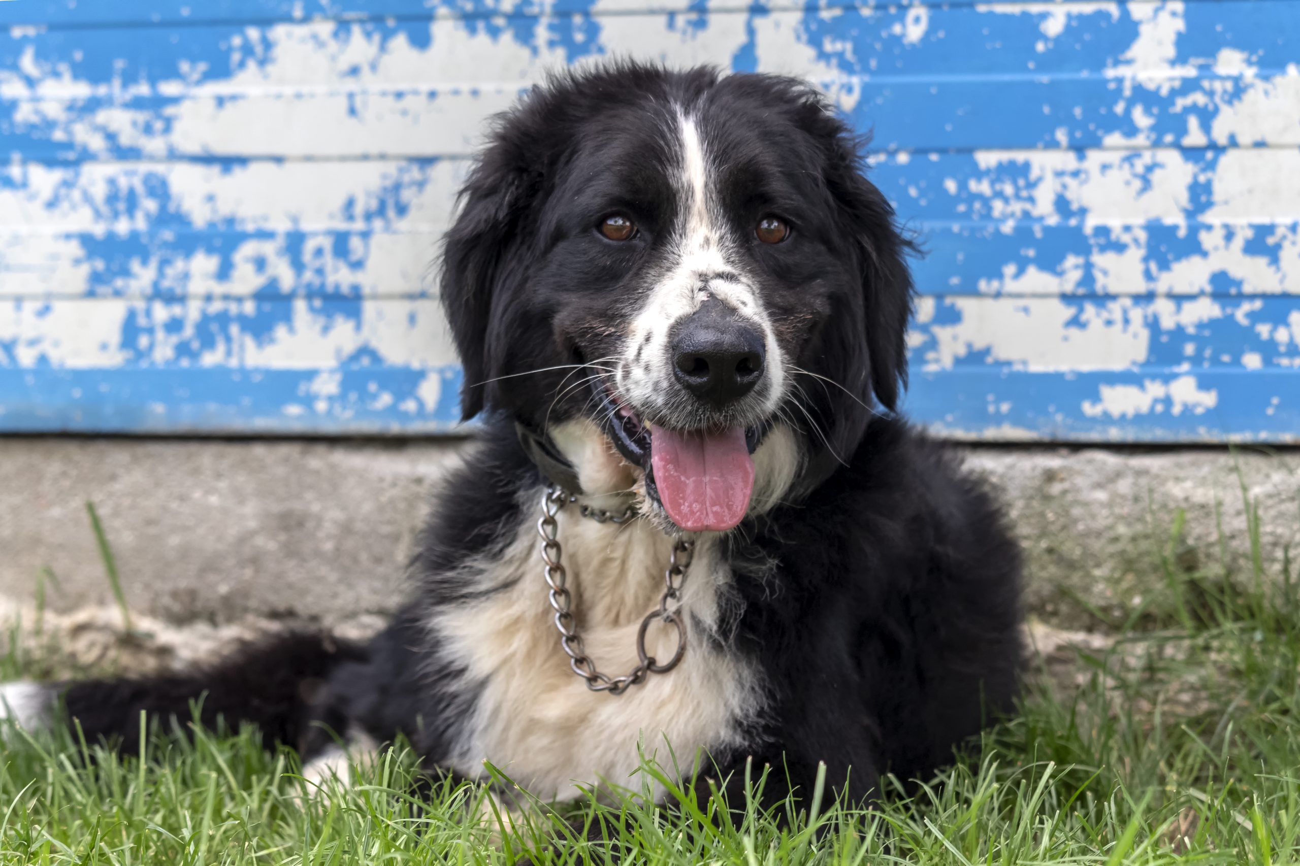 Effetto Covid, in regione diminuisce l’abbandono dei cani