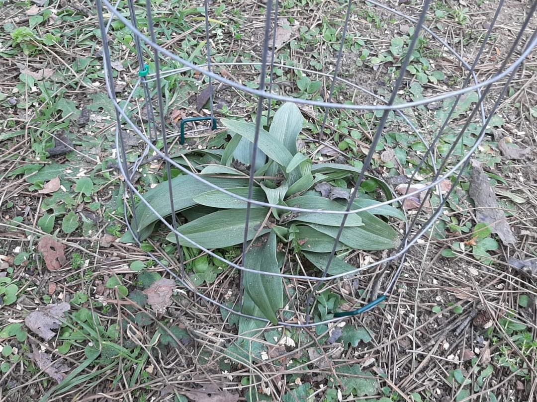 E adesso nella pineta di Zadina spuntano le orchidee