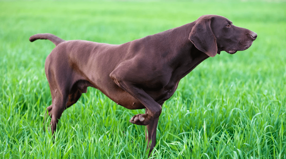 cane da caccia