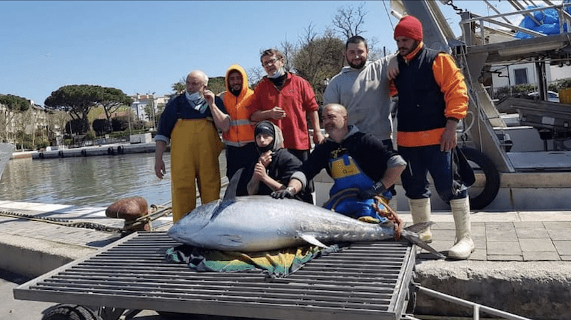 Pescato super tonno al largo di Cesenatico