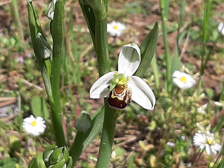 Nella Pineta di Zadina fiorite le prime orchidee selvatiche