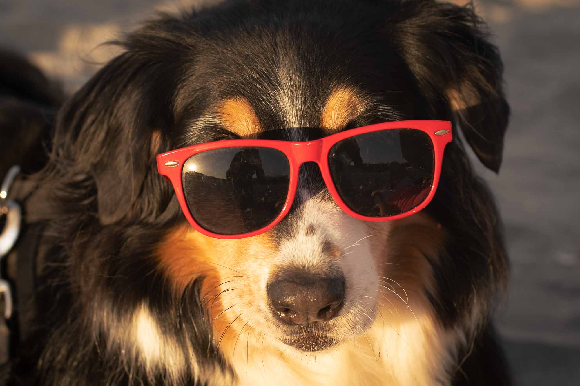 Cani in spiaggia a Cesenatico la vacanza piace