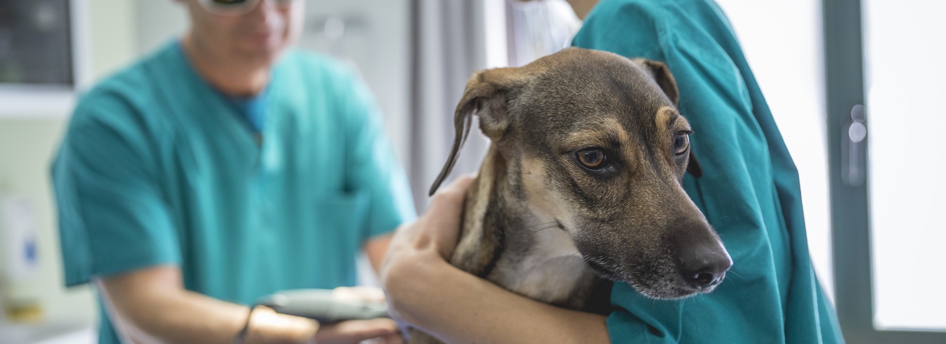 “Eutanasie dolorose”: sigilli all’ambulatorio veterinario