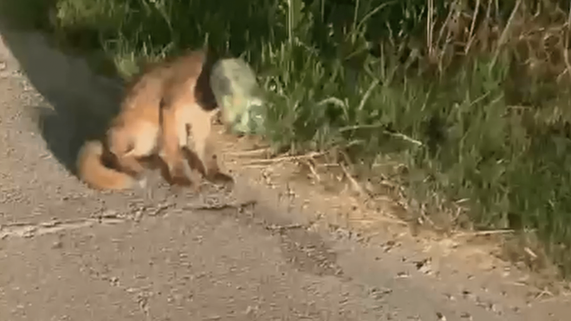 VIDEO Volpe intrappolata salvata da una passante