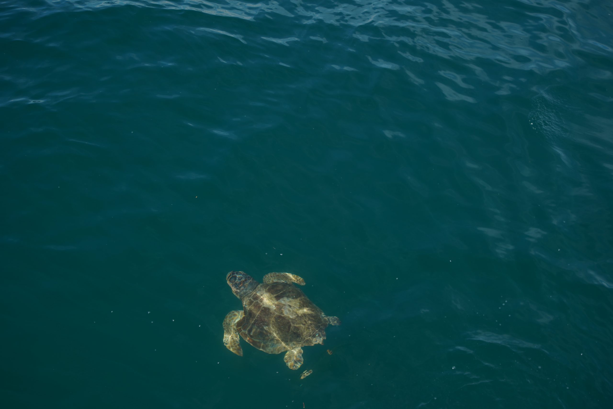 rilascio tartaruga fondazione cetacea