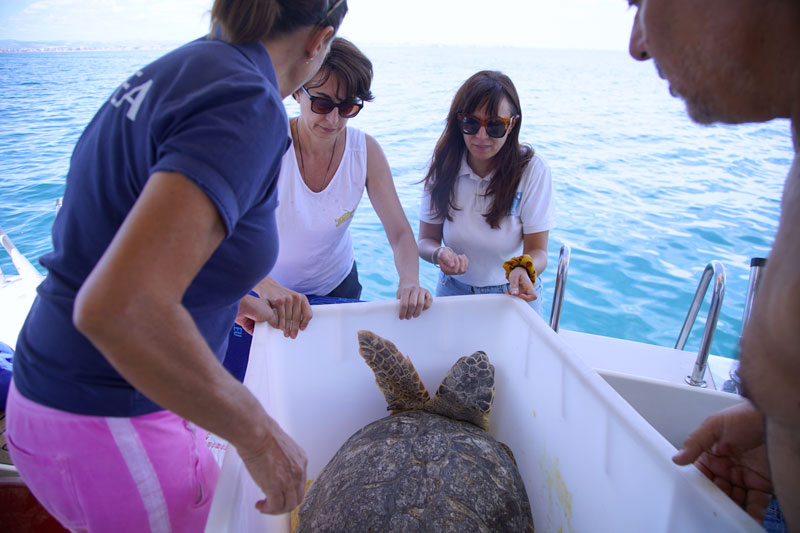 rilascio tartaruga fondazione cetacea