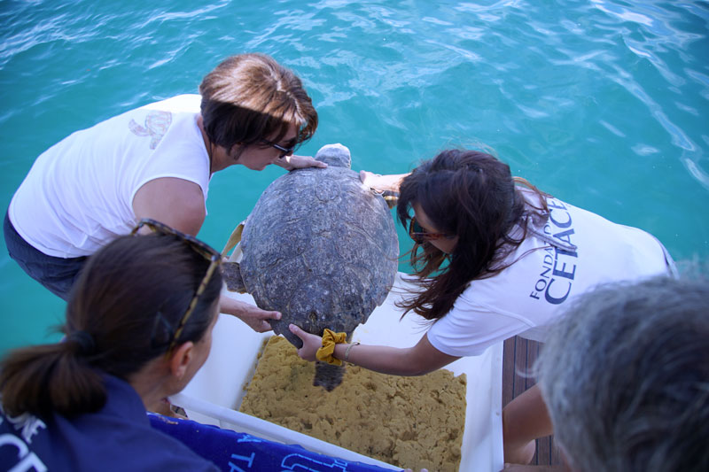 rilascio tartaruga fondazione cetacea