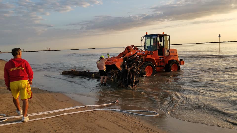 recupero alberi spiaggia