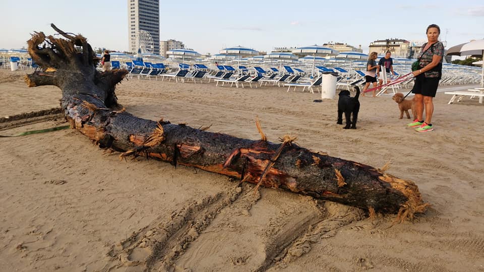 recupero alberi spiaggia