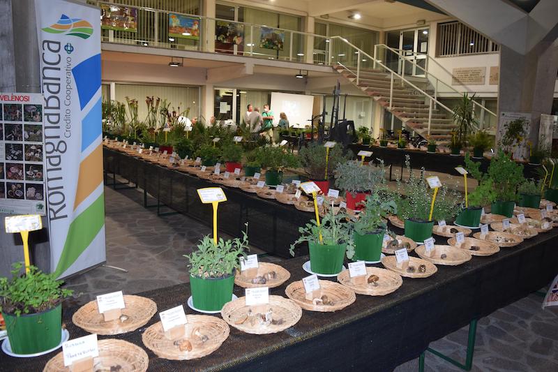 Al Palazzo del Turismo prosegue la mostra micologica e botanica
