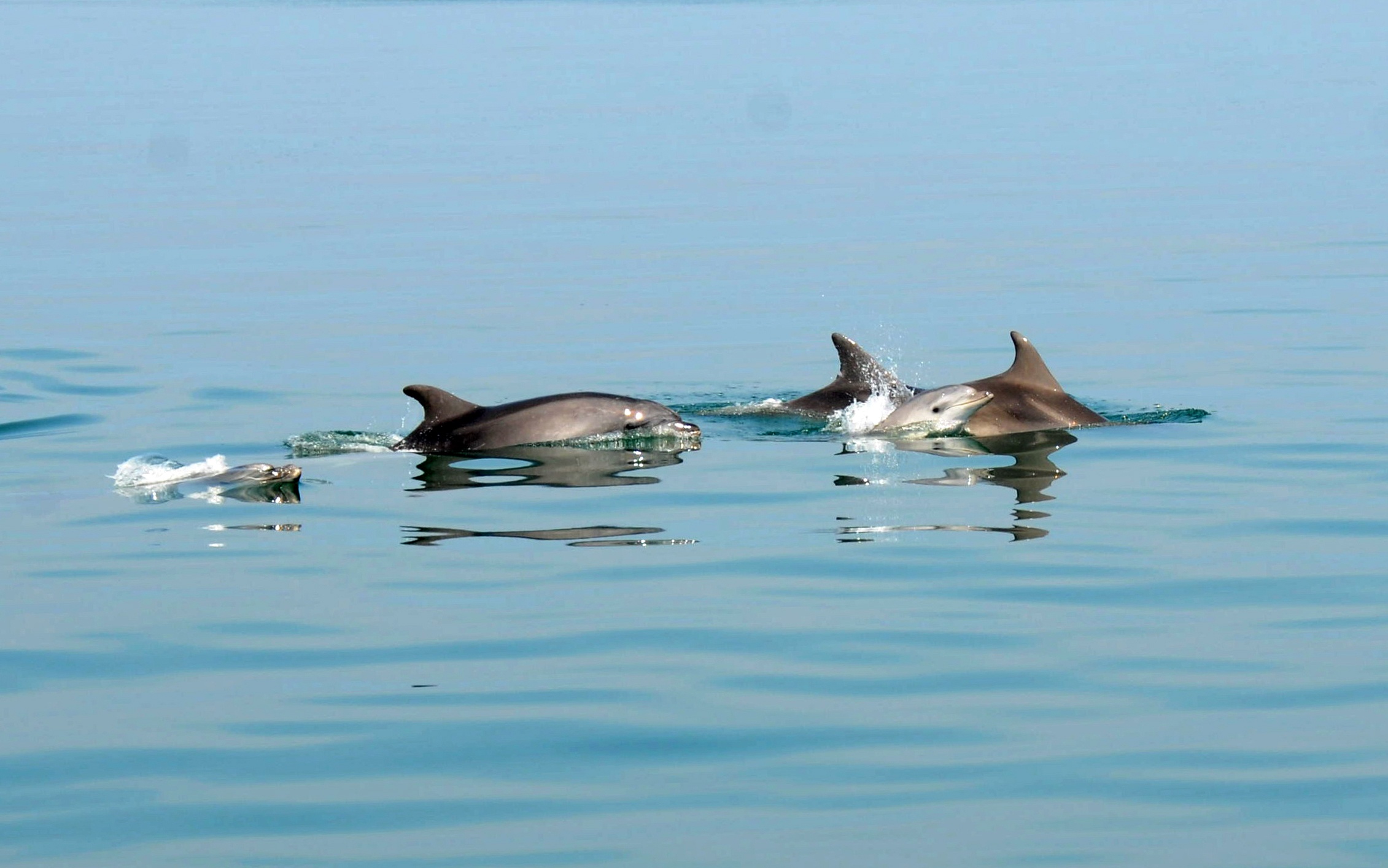 “I delfini? Fanno solo danni, sarebbe meglio mangiarli…”