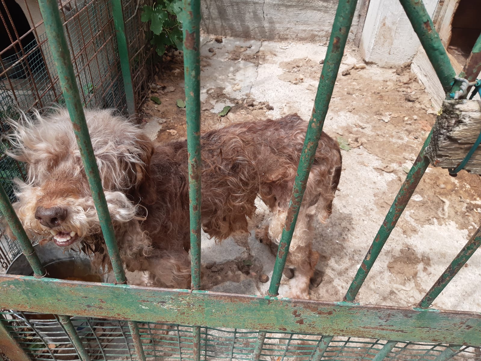 Due cani maltrattati salvati dai carabinieri