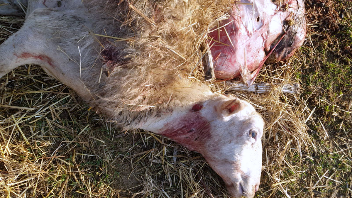 Pecore sbranate, avvistato un lupo a Sala di Cesenatico