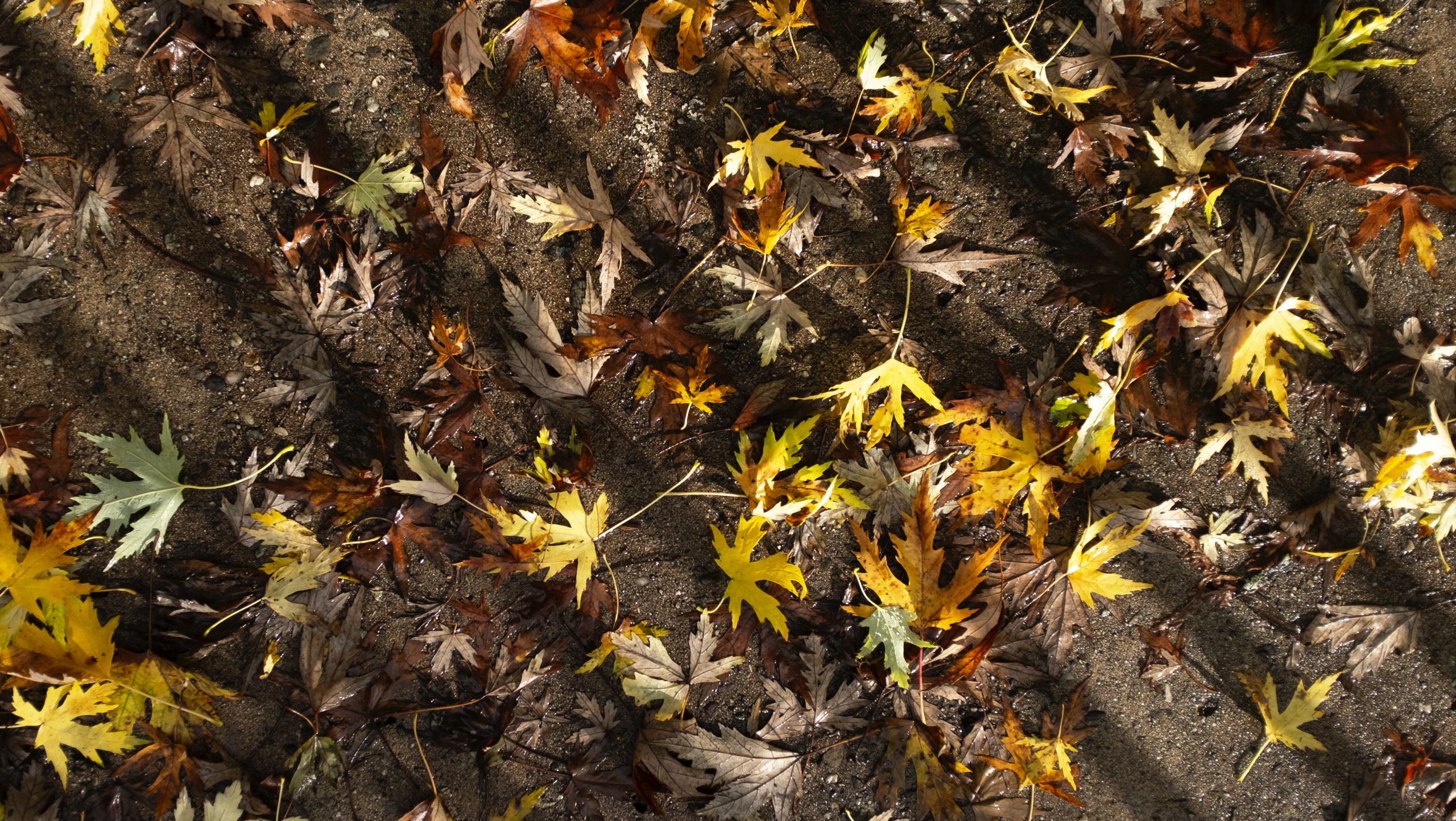 Succede in autunno: foliage a Cesenatico
