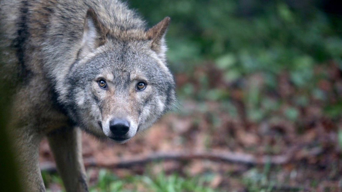 Attenti al lupo: avvistati tre esemplari nella frazione di Sala!