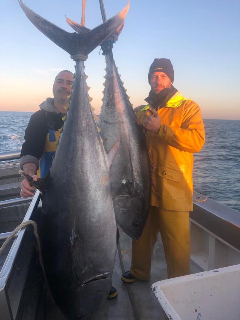 Pescato super tonno al largo di Cesenatico