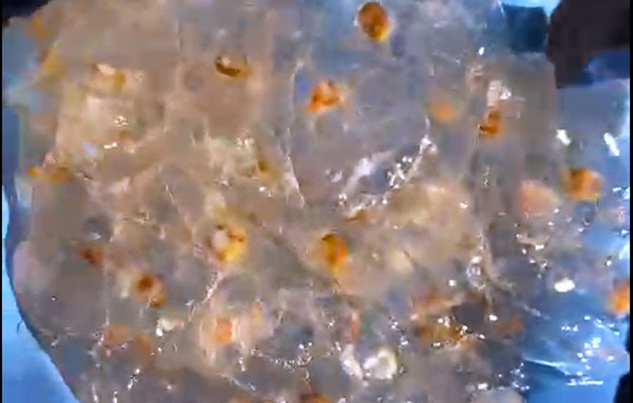 Invasione di “meduse”. Pescatori lanciano sos