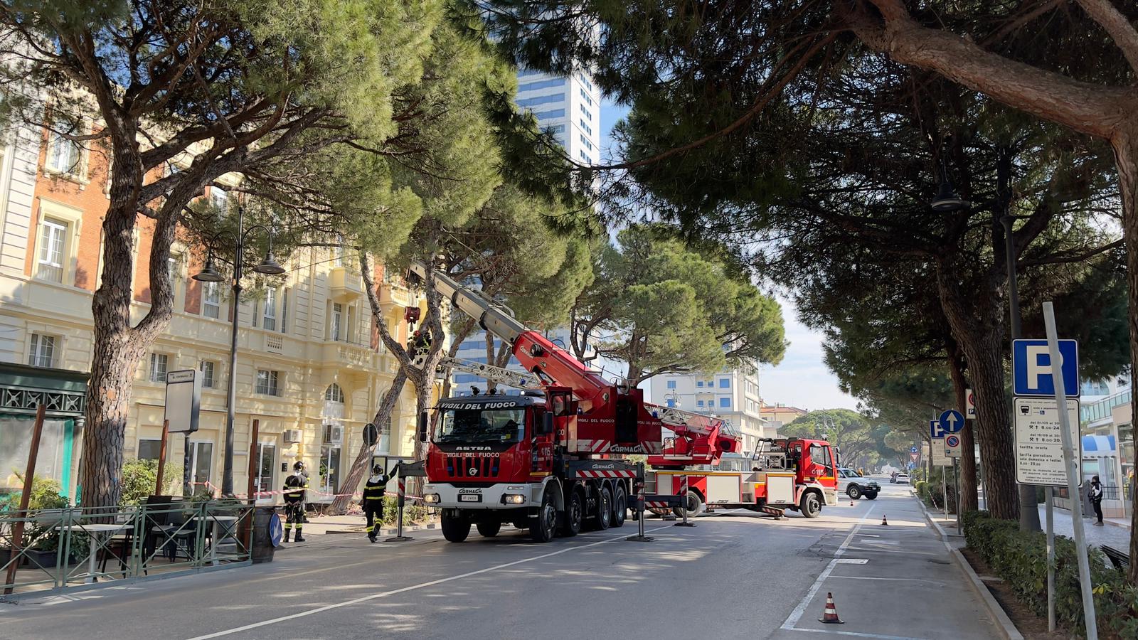 Due pini “perdono le staffe” in viale Carducci