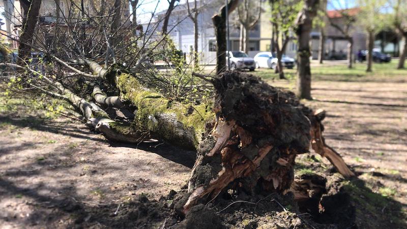 Maltempo. Allagamenti, alberi e lamiere cadute IL VIDEO