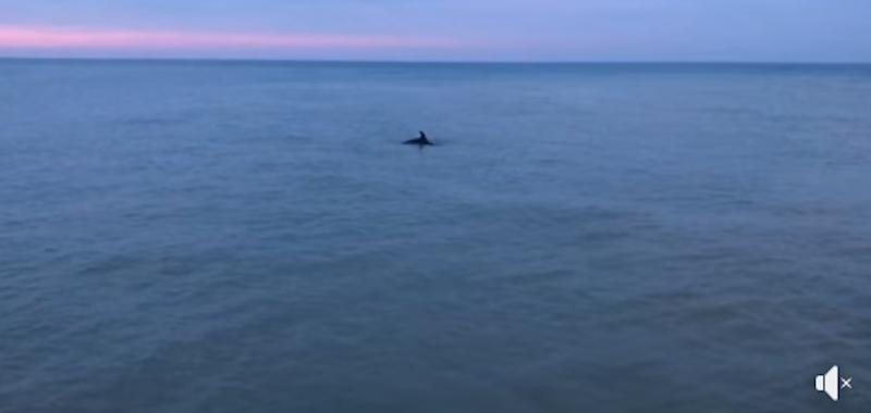 Un delfino all’imboccatura del porto IL VIDEO