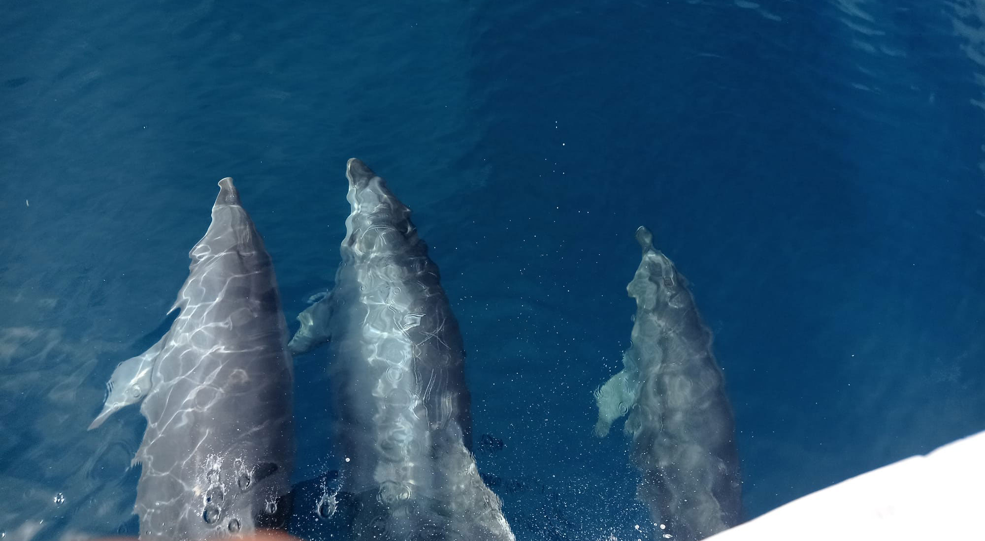 Quanti delfini al largo di Cesenatico IL VIDEO