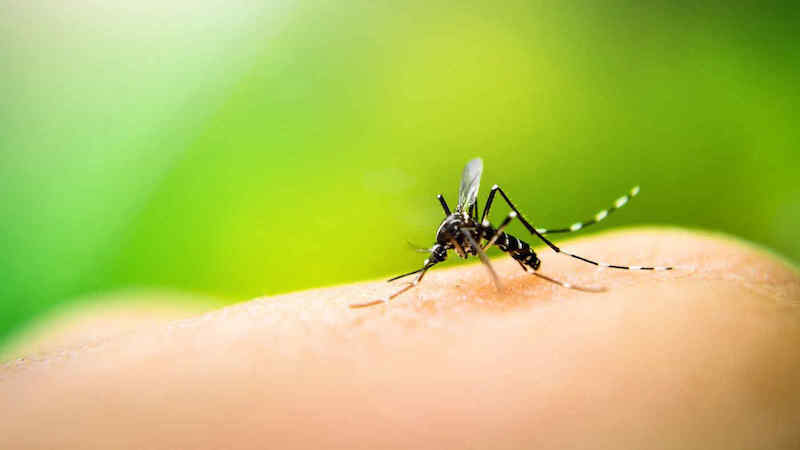 Un caso sospetto di Dengue a Gatteo