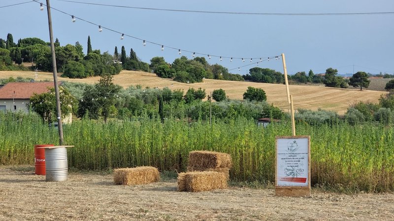 “Alice nel labirinto della canapa”: la domenica è all’insegna della natura