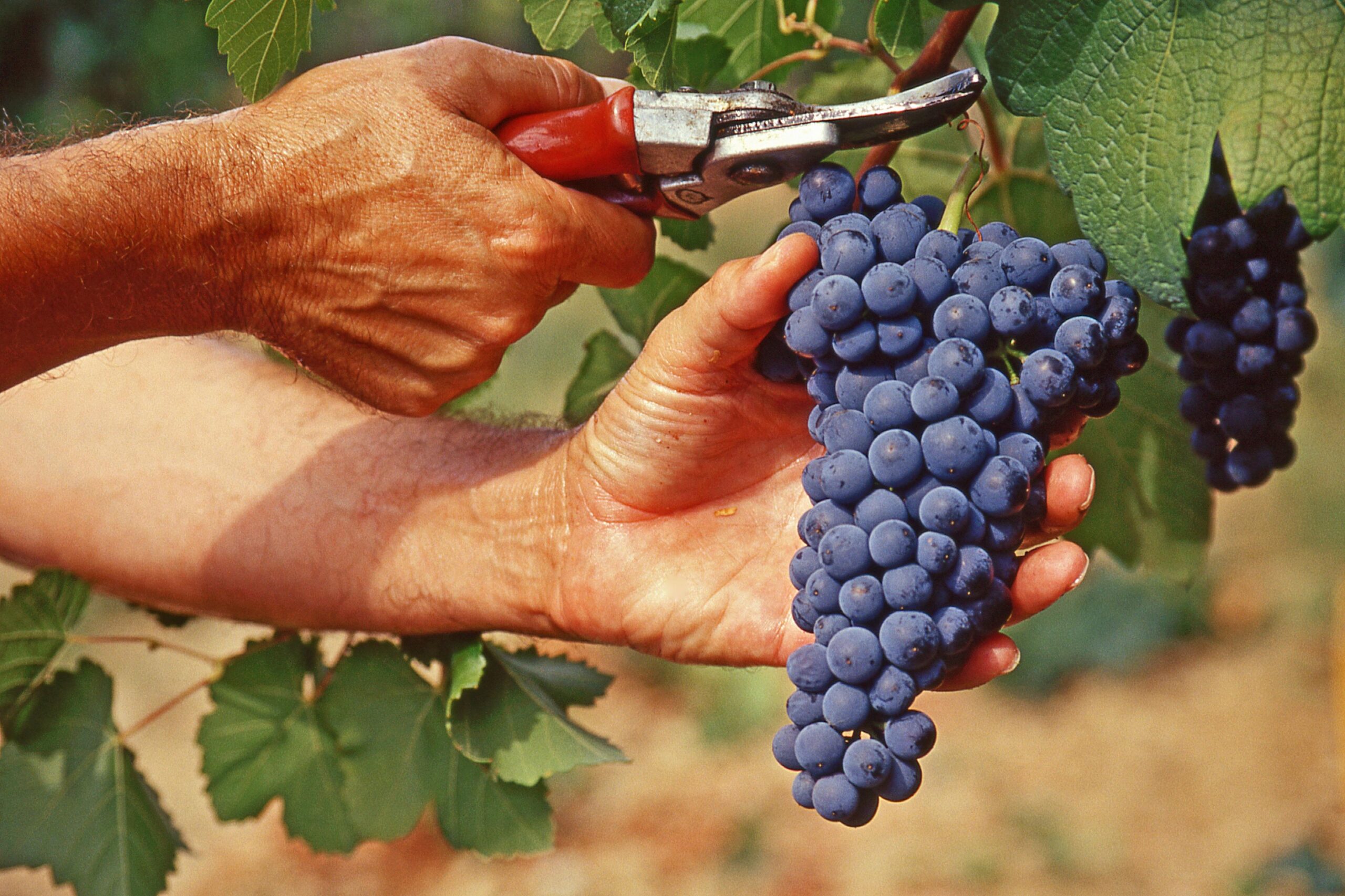 Vendemmia anticipata in Romagna: stacco dei primi grappoli già l’8 agosto