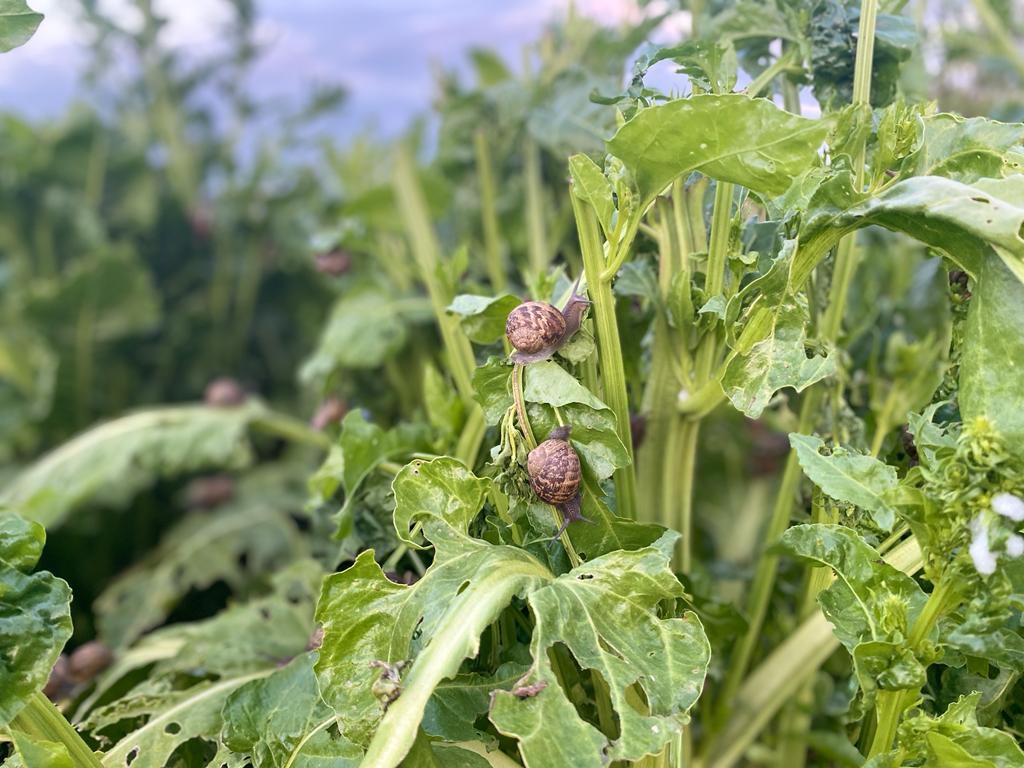 Le lumache più prelibate? Si allevano sulle prime colline di Rimini