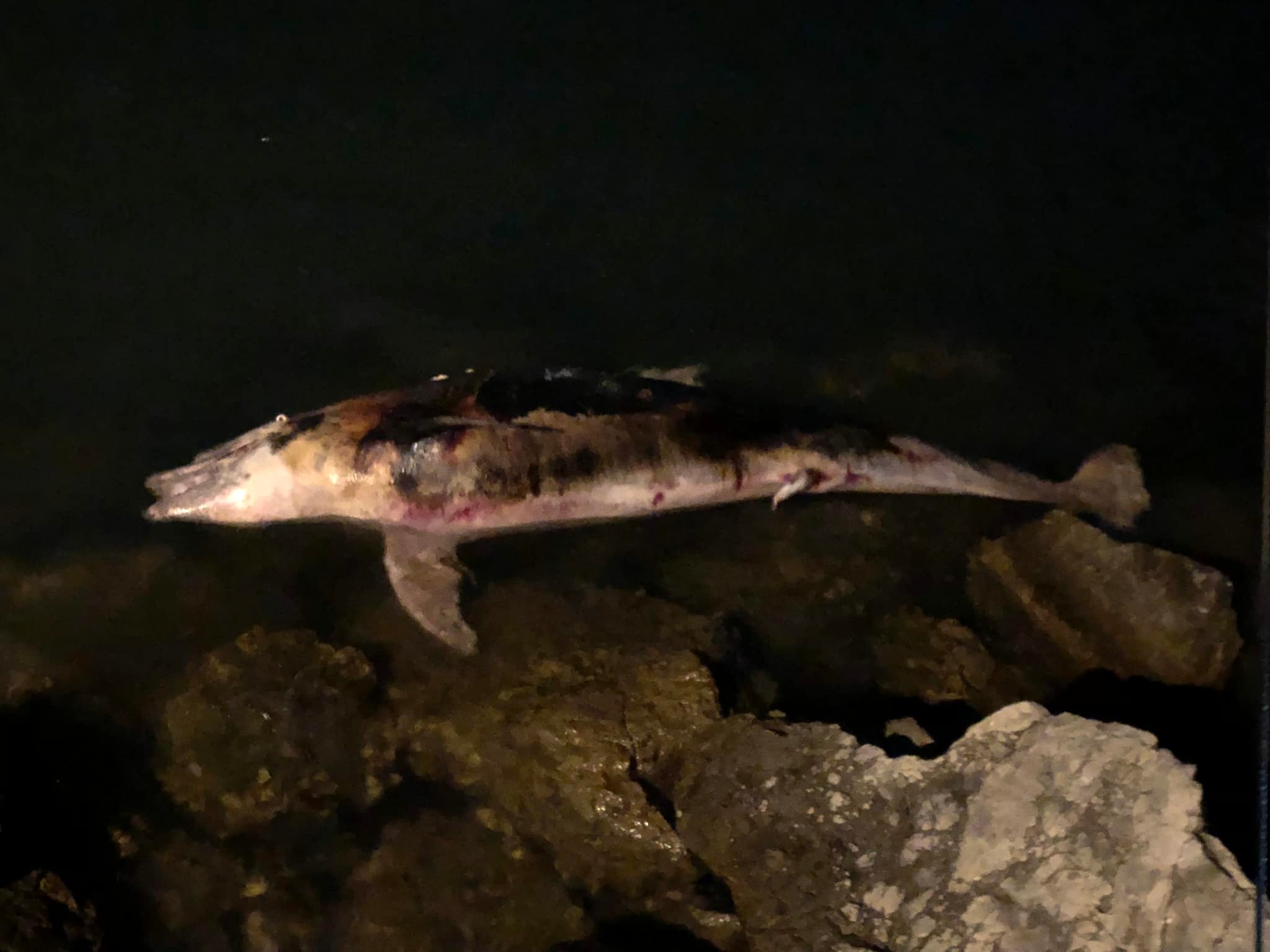 La carcassa di un grosso delfino s’infrange sugli scogli di Ponente